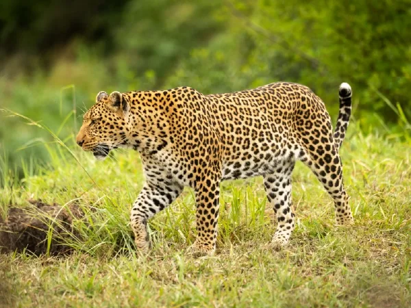 Duiker Safaris Namibia