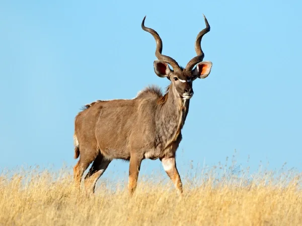 Duiker Safaris Namibia