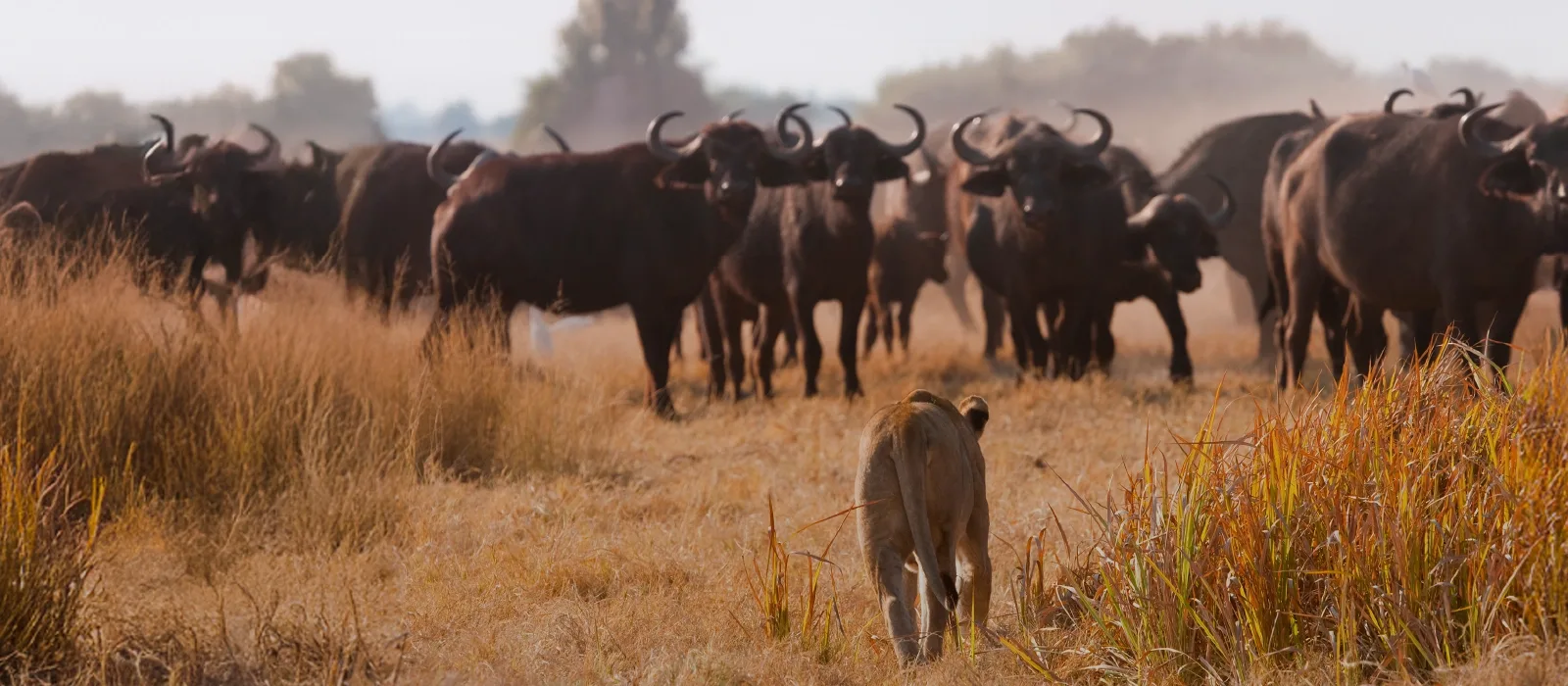 Duiker Safaris Namibia