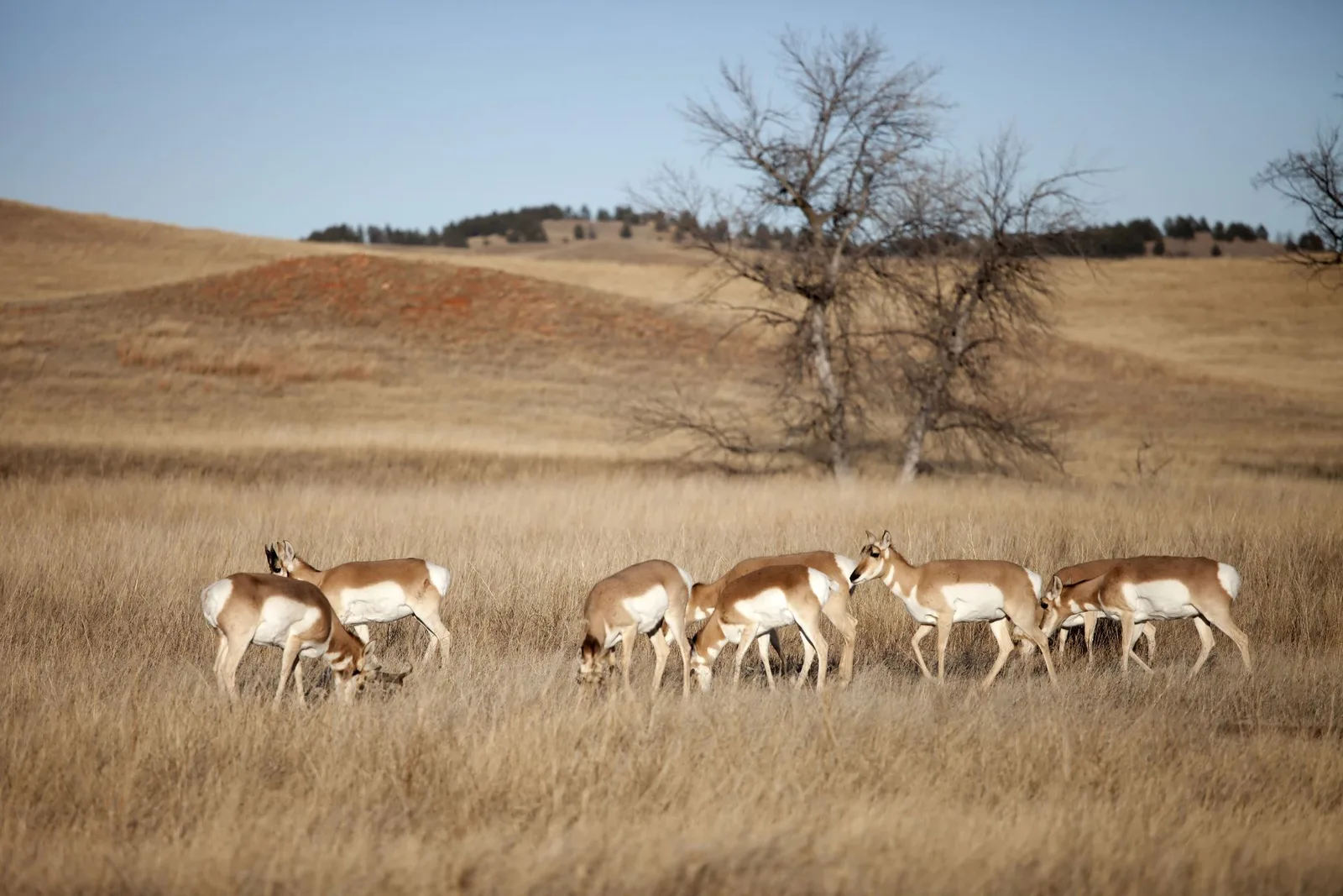 BP Safaris