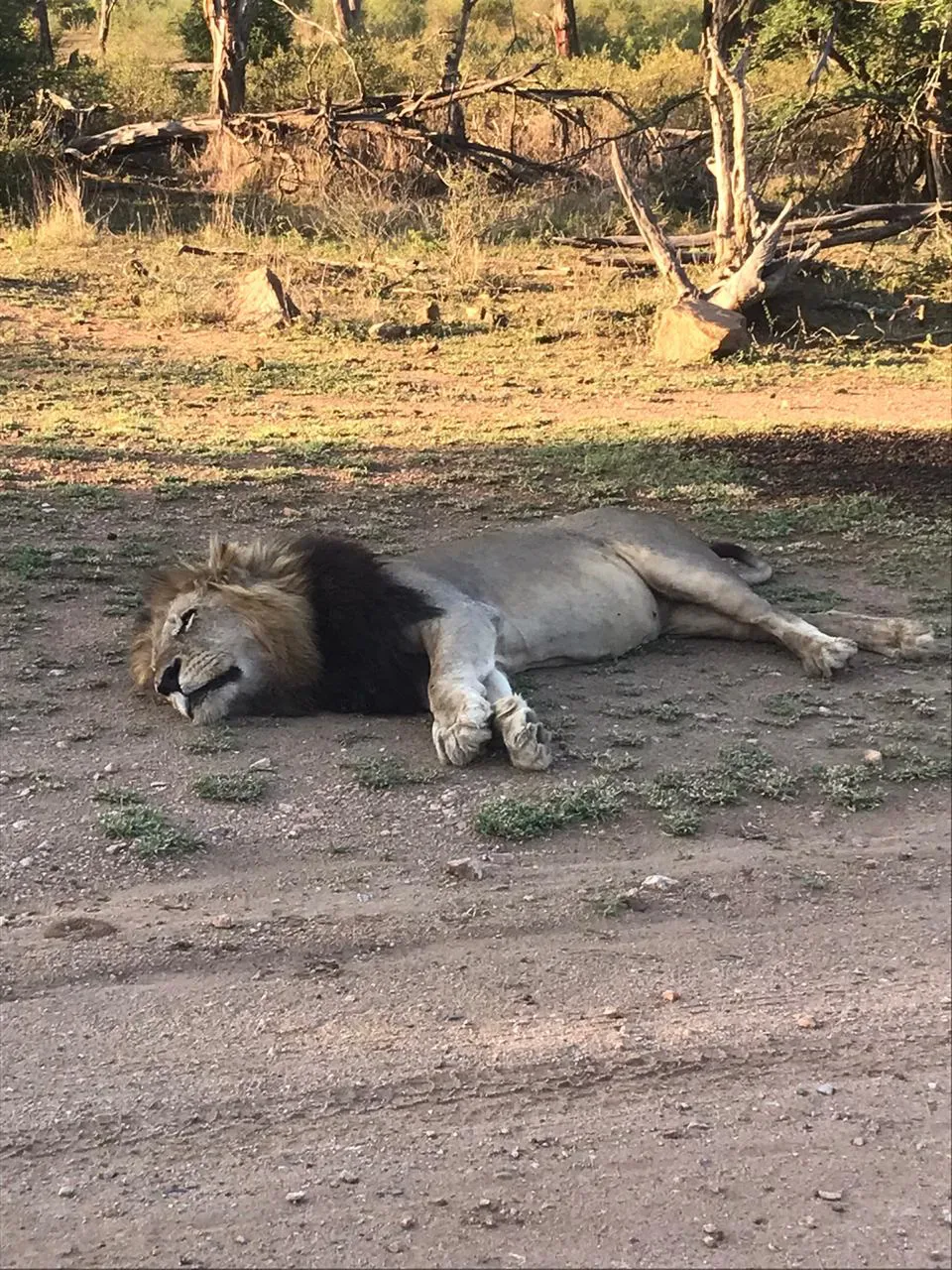 Bushmoon Safaris