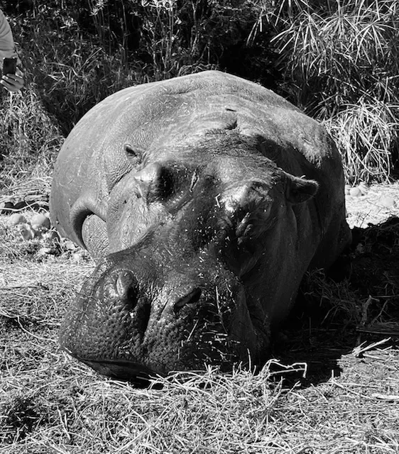 Bushmoon Safaris