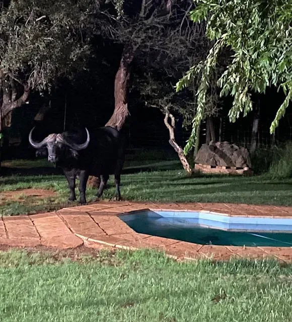 Bushmoon Safaris