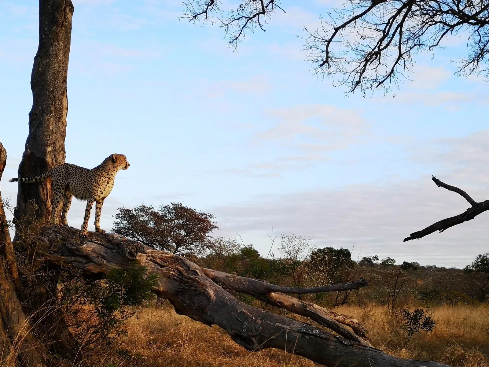 Chui Hunting Safaris