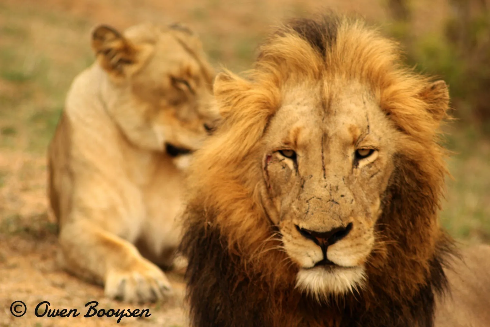 Chui Hunting Safaris
