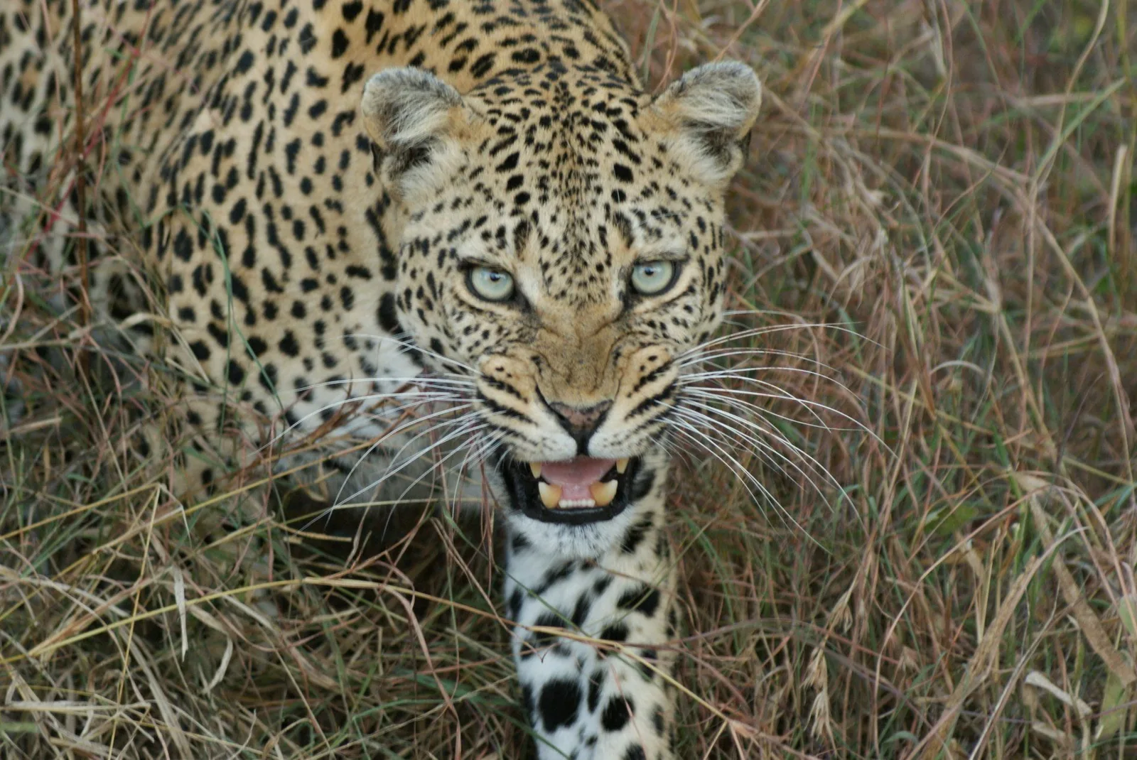 Chui Hunting Safaris