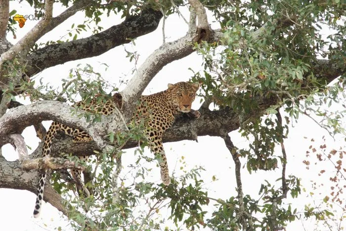 Chui Hunting Safaris