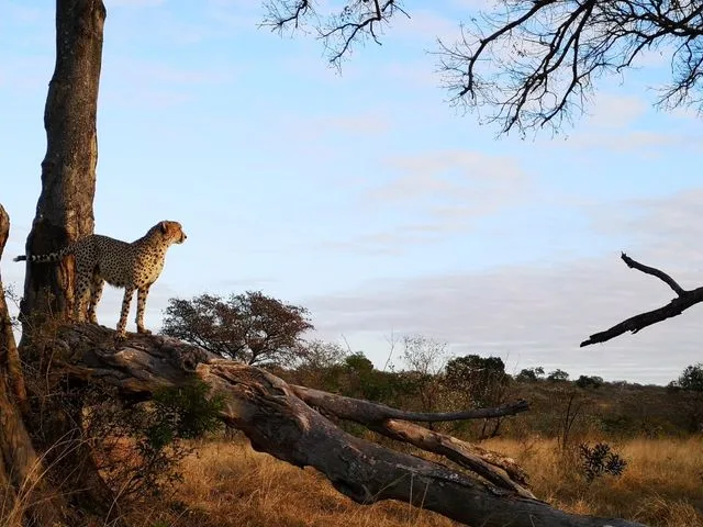 Chui Hunting Safaris