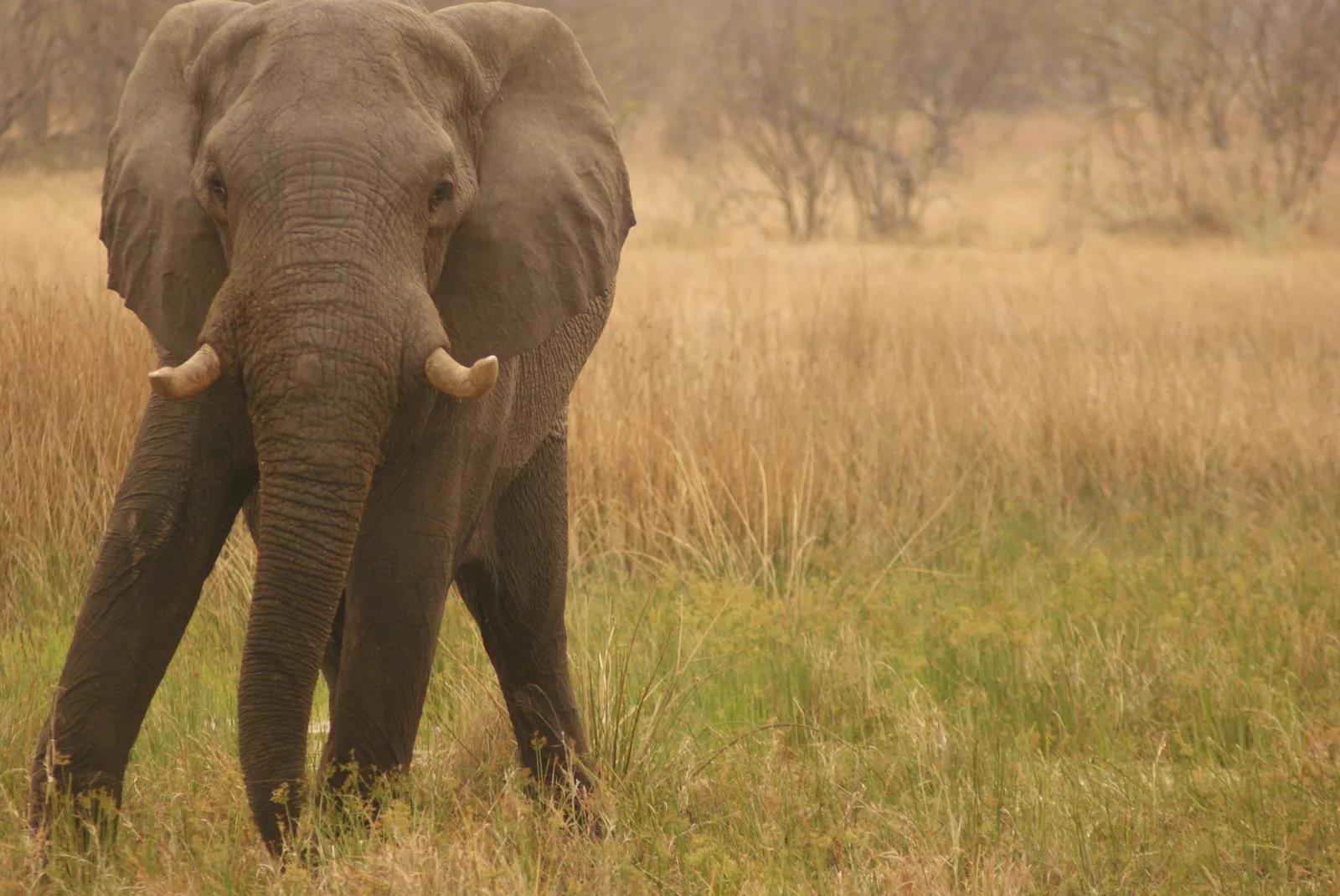 Chui Hunting Safaris
