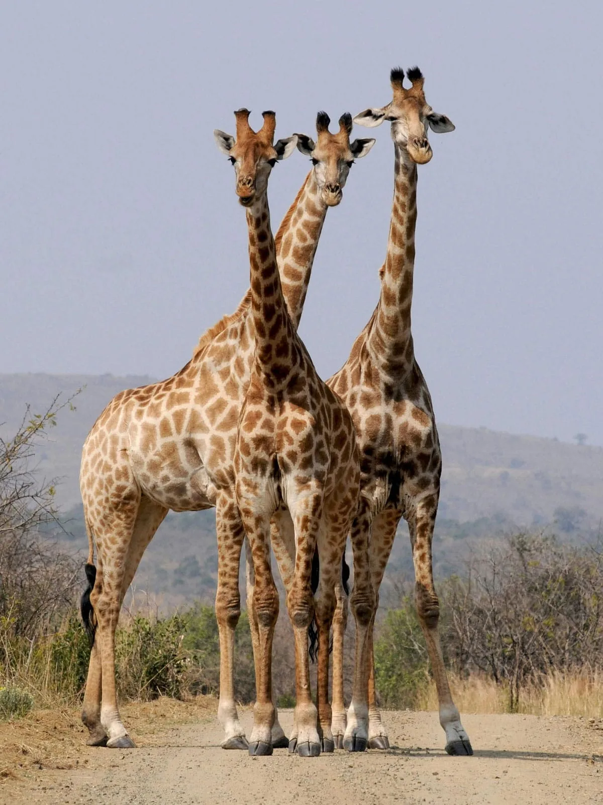 Clements Safari Trackers Ltd