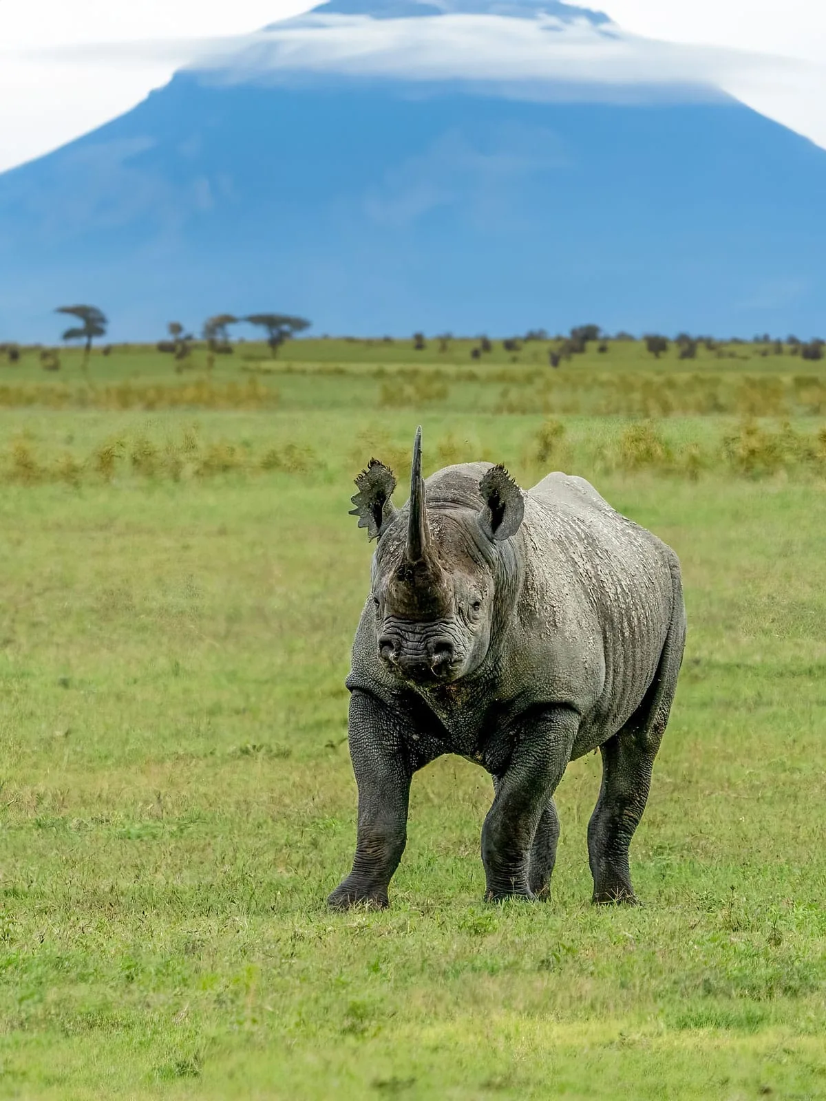 African Safaris - Rhino