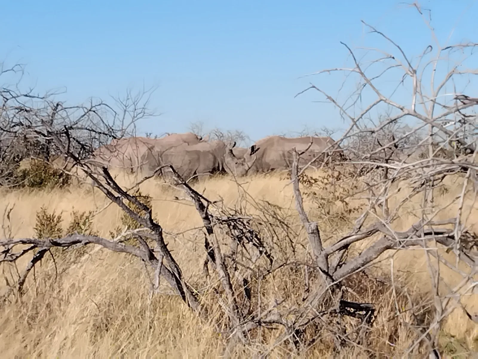 Game Ranch Transvaal