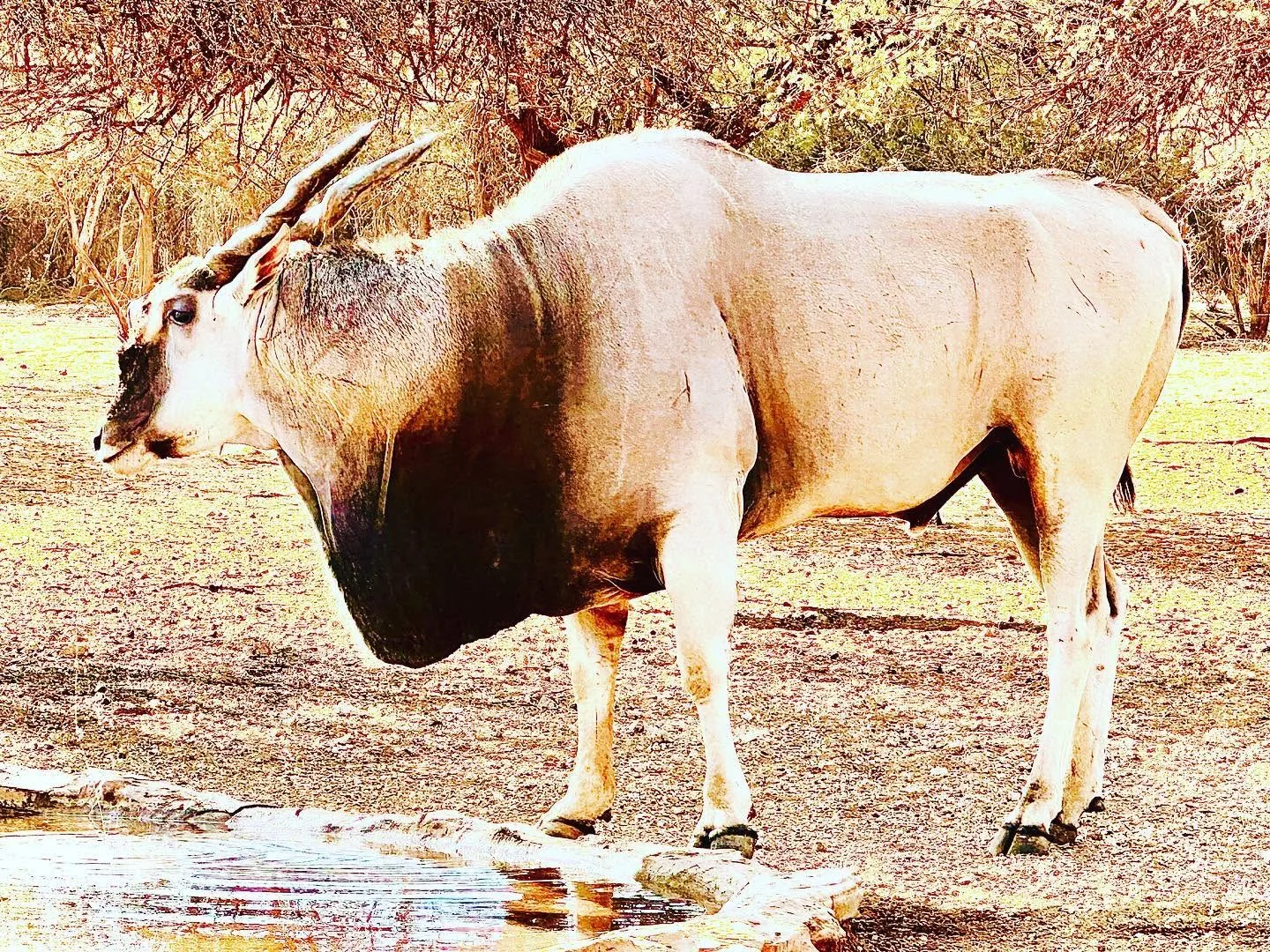 Damara Dik-Dik Safaris
