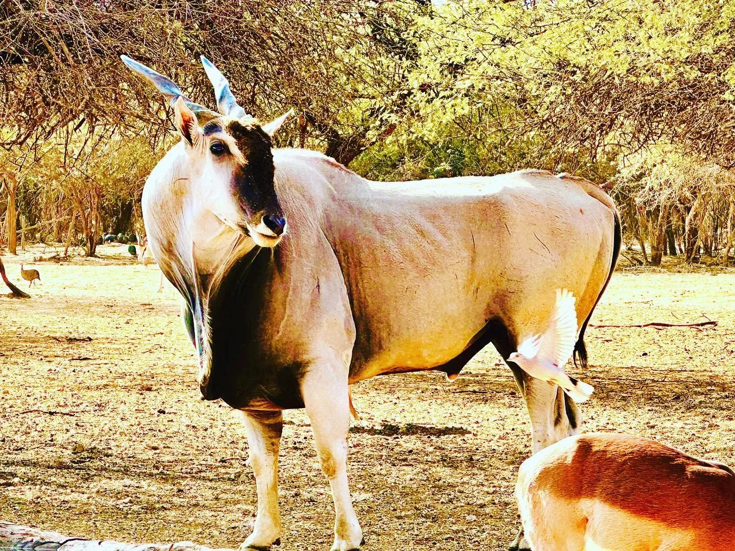 Damara Dik-Dik Safaris