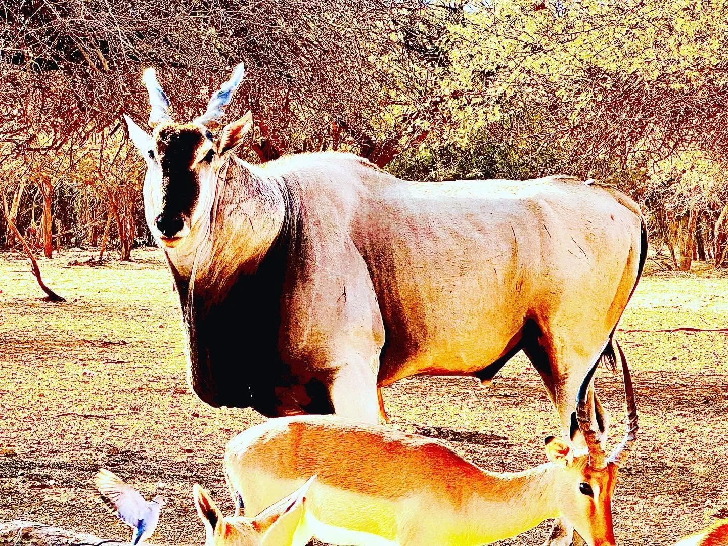Damara Dik-Dik Safaris