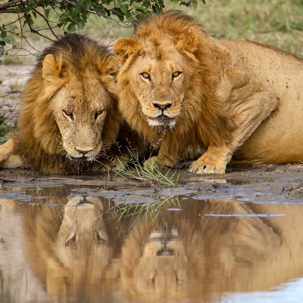 De Klerk Safaris