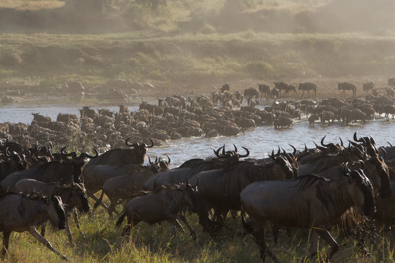 Tanzania Safari Experience