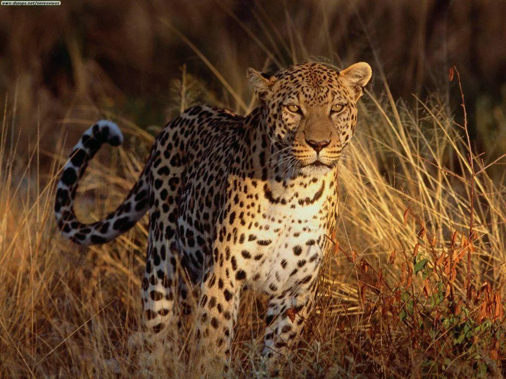 Dinkwe Safaris