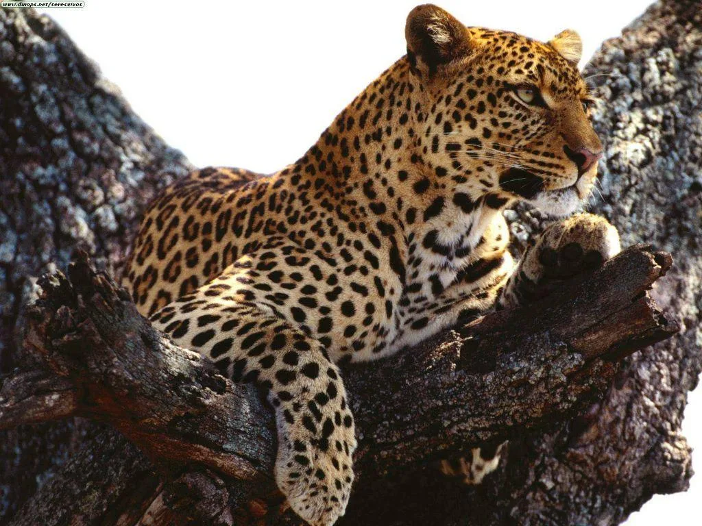 Dinkwe Safaris