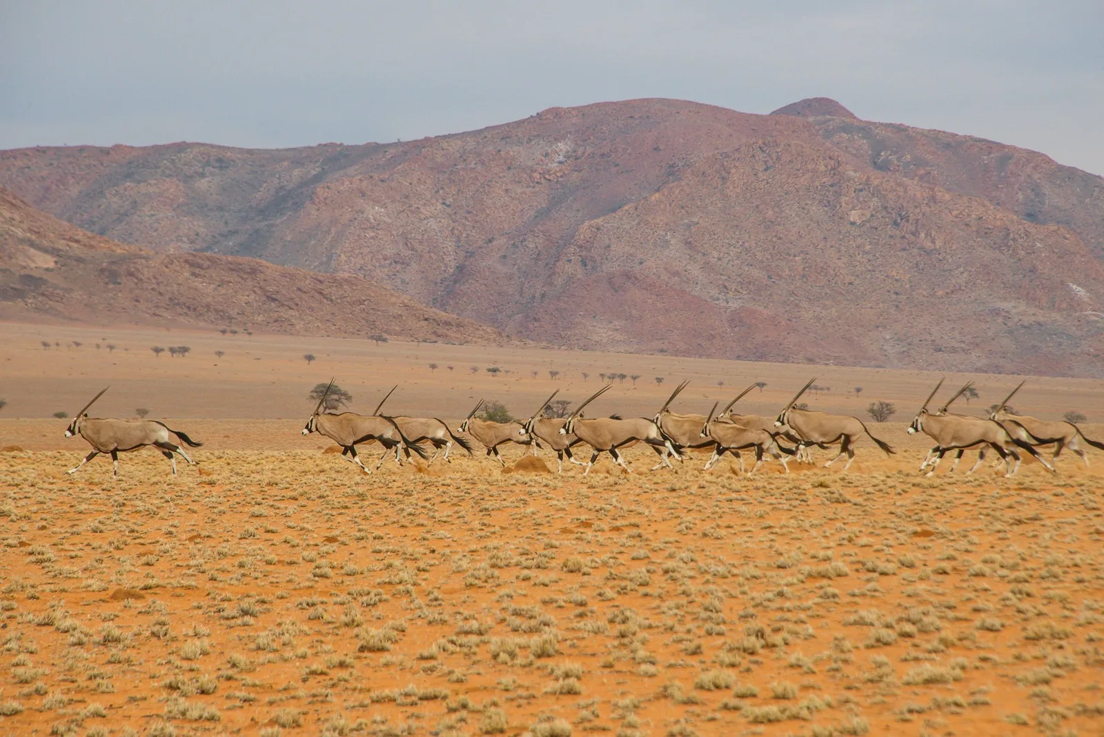 Dzombo Hunting Safaris