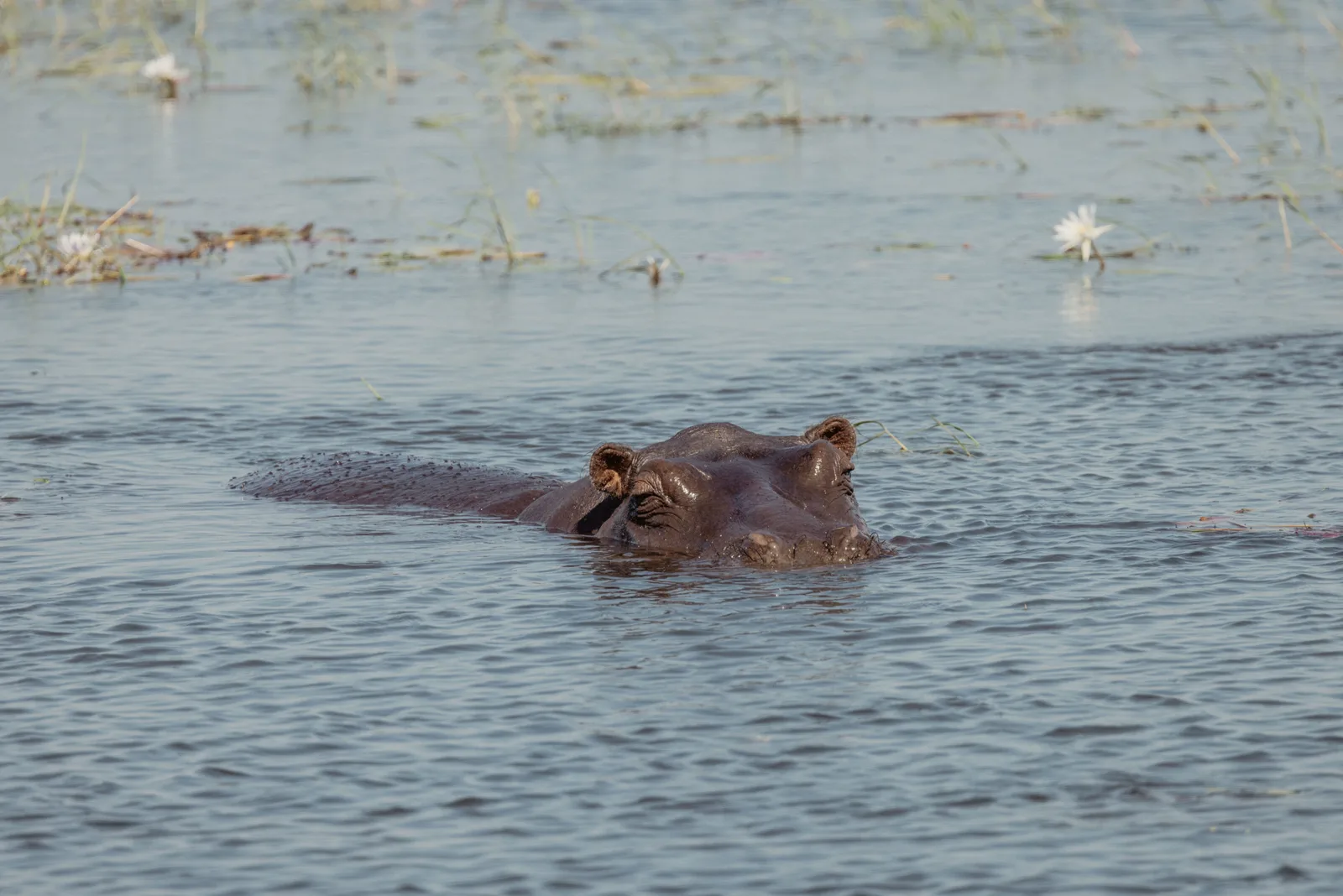 EHBK Kou Kuas Adventure Safaris