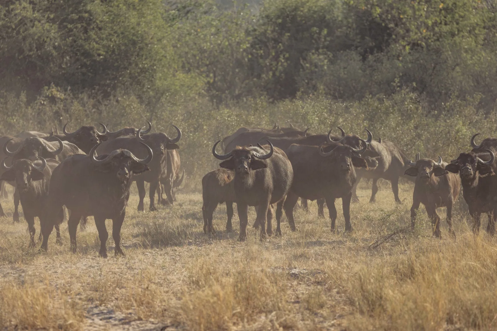 EHBK Kou Kuas Adventure Safaris