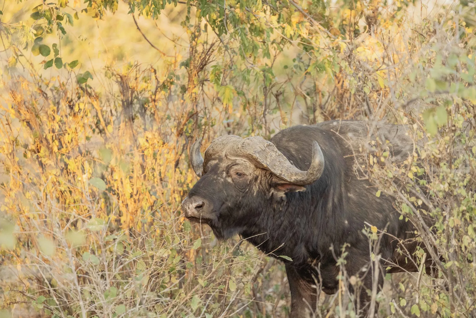 EHBK Kou Kuas Adventure Safaris