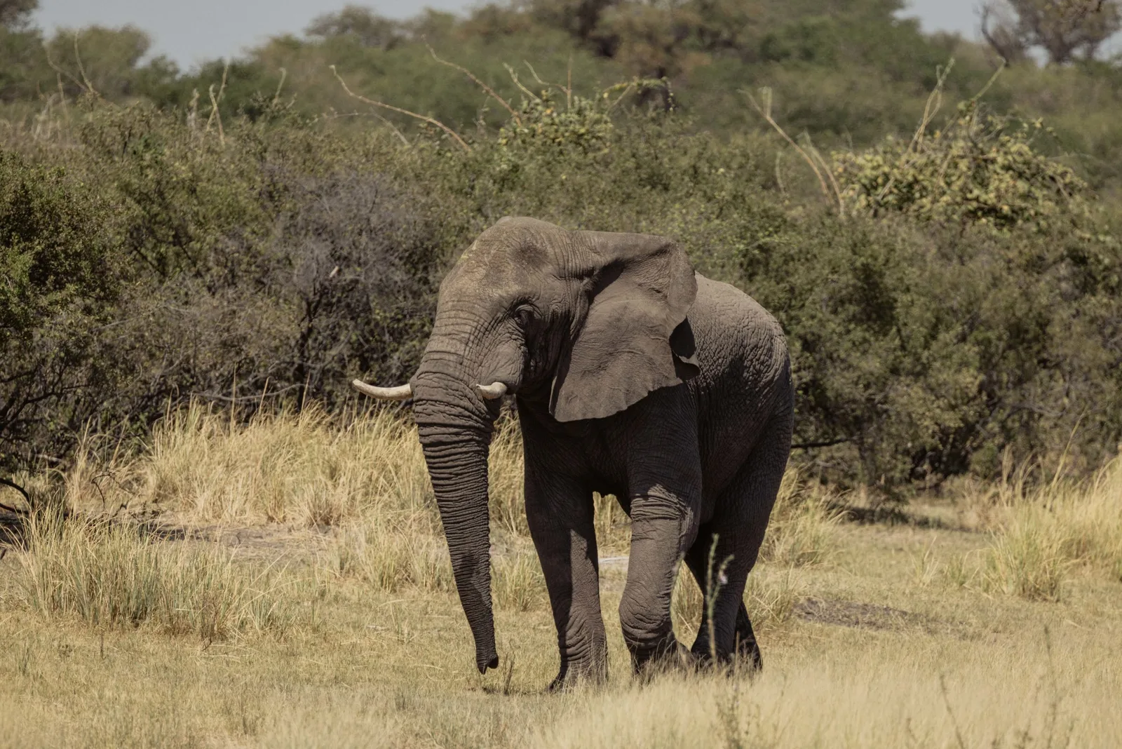 EHBK Kou Kuas Adventure Safaris