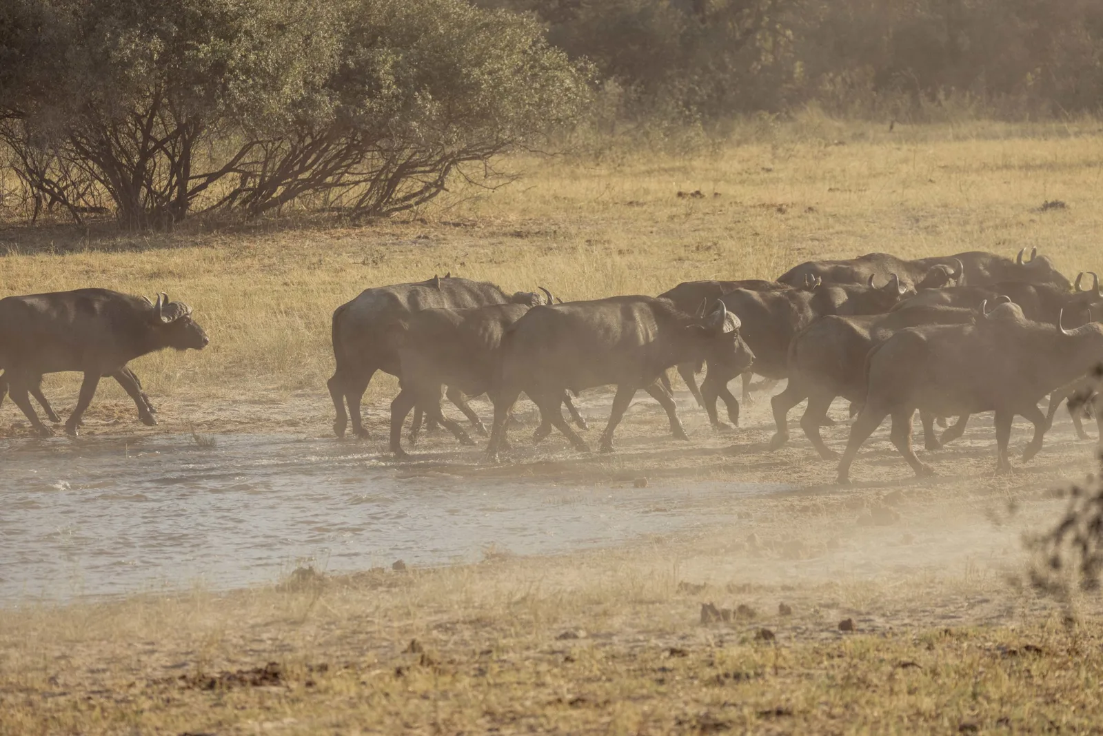 EHBK Kou Kuas Adventure Safaris