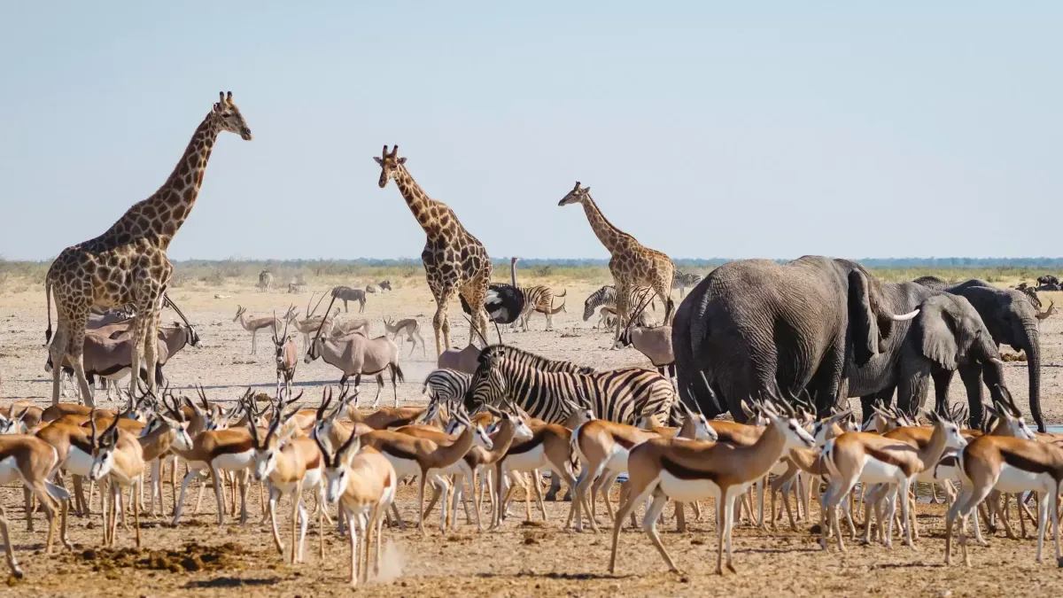 Eureka Hunting Safaris