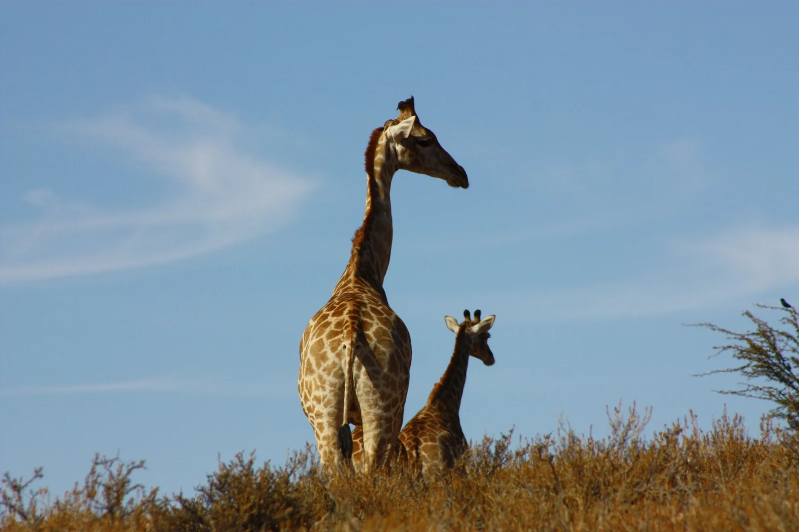 Falkenhorst Safaris