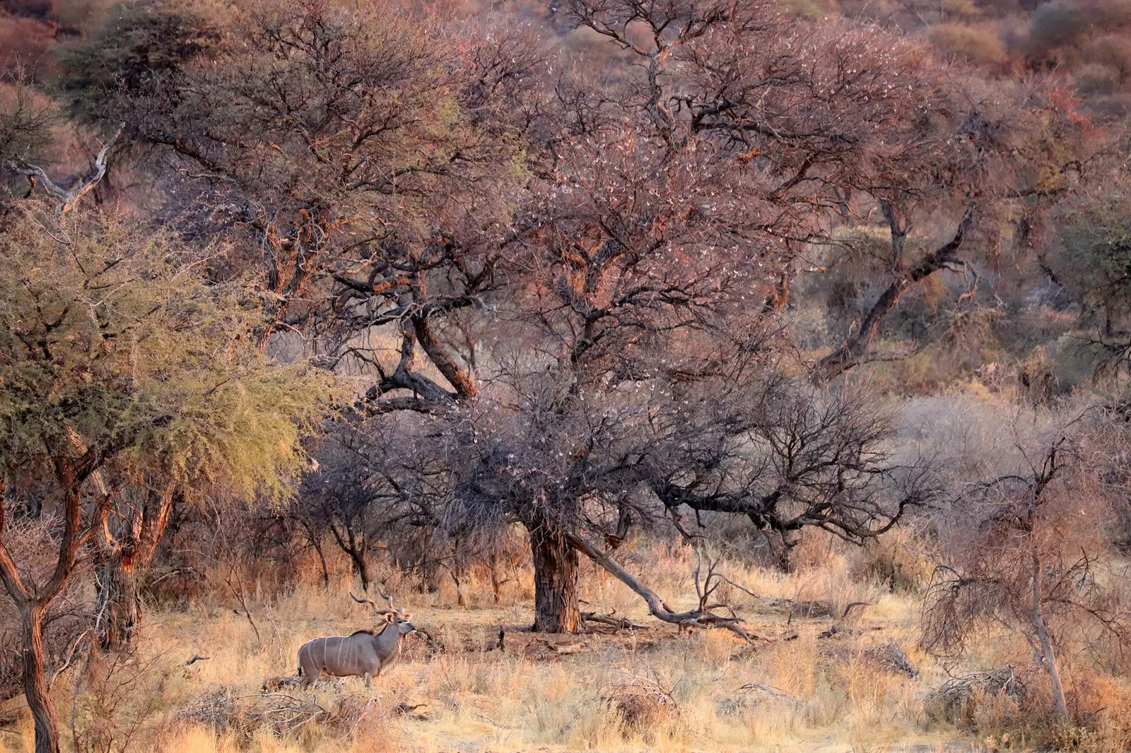 Farm Omambonde Tal