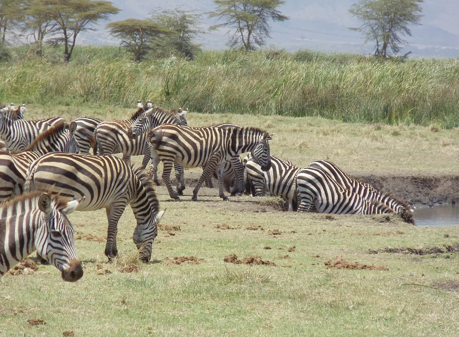 Game Trackers Africa / Ondjamba