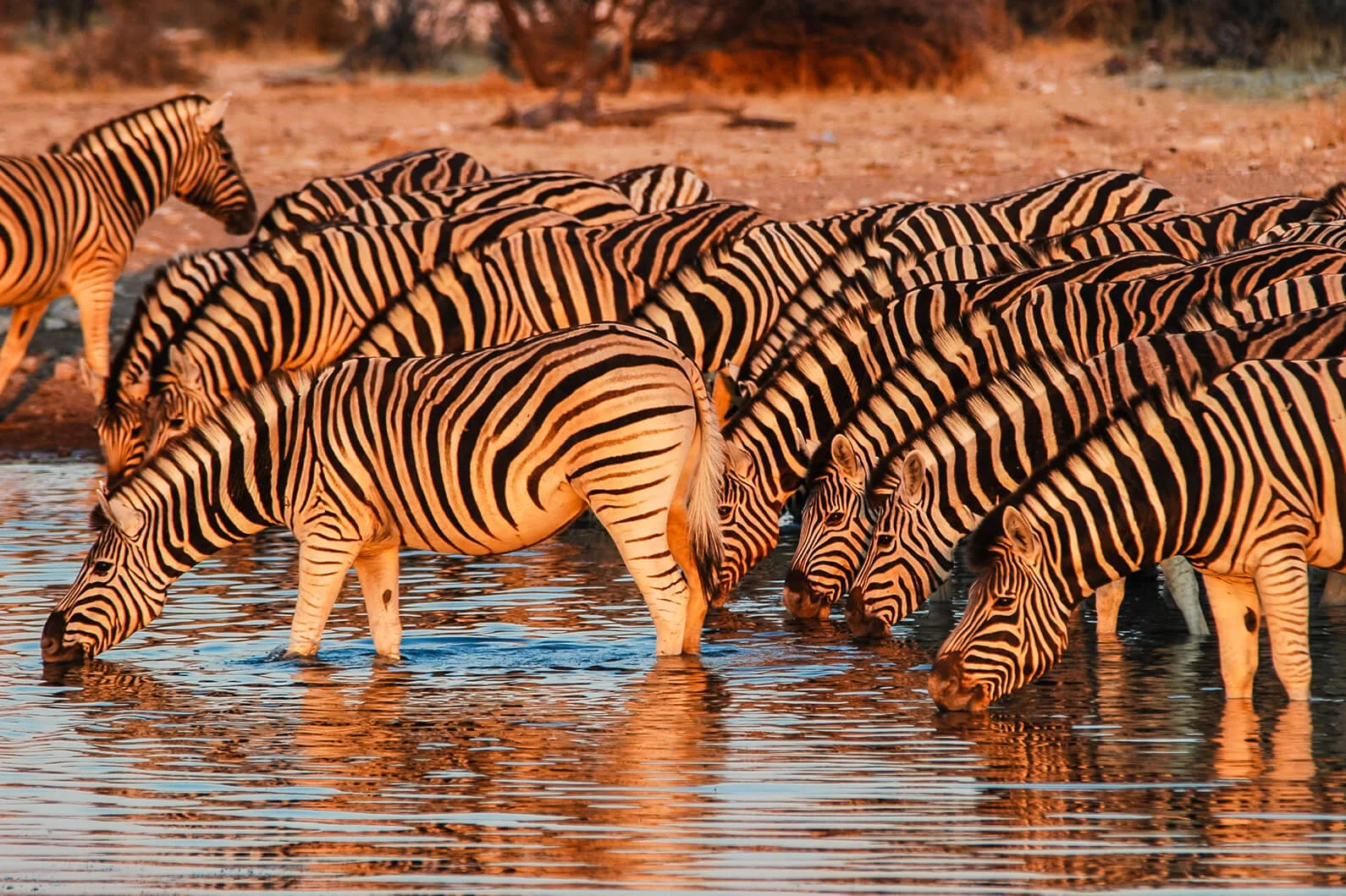 Game Trackers Africa / Ondjamba