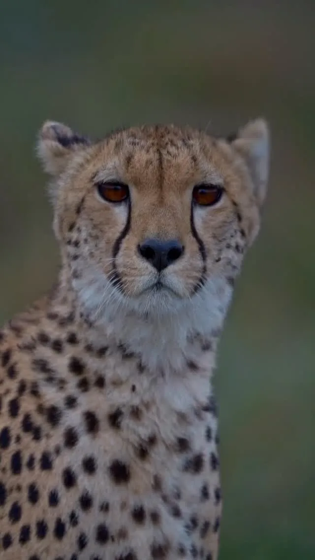 Go Wild Hunting Safaris Ltd