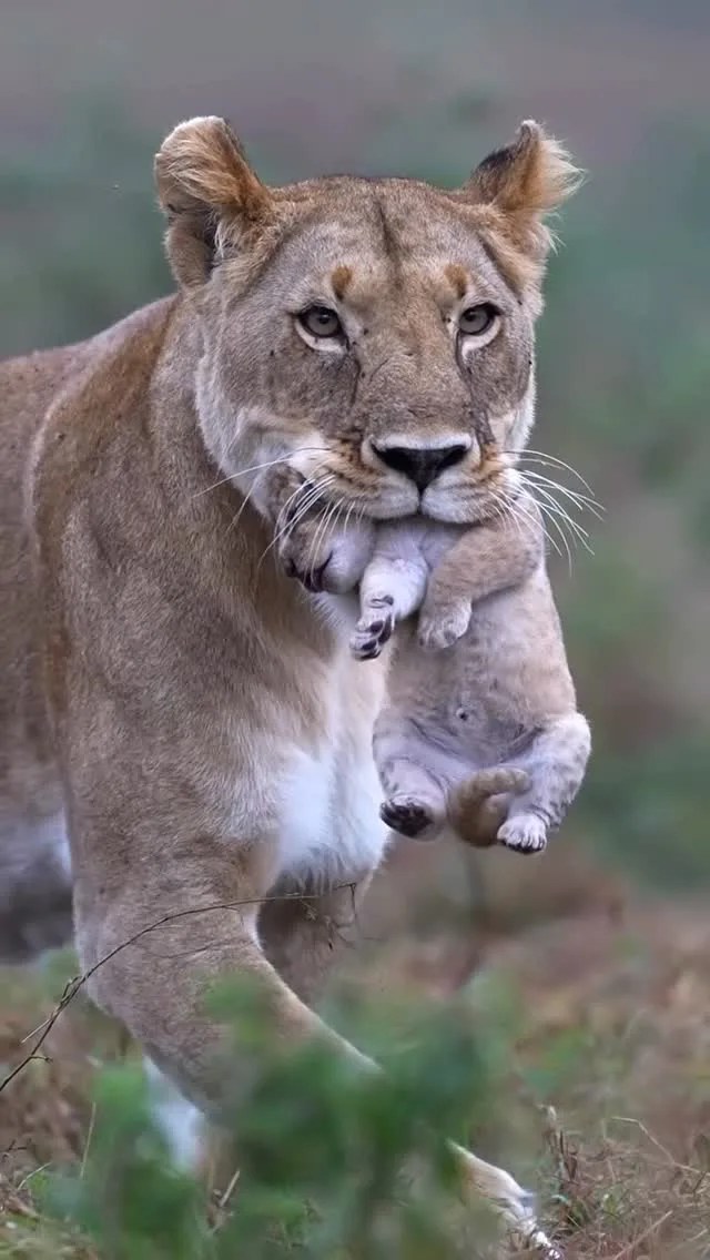 Go Wild Hunting Safaris Ltd