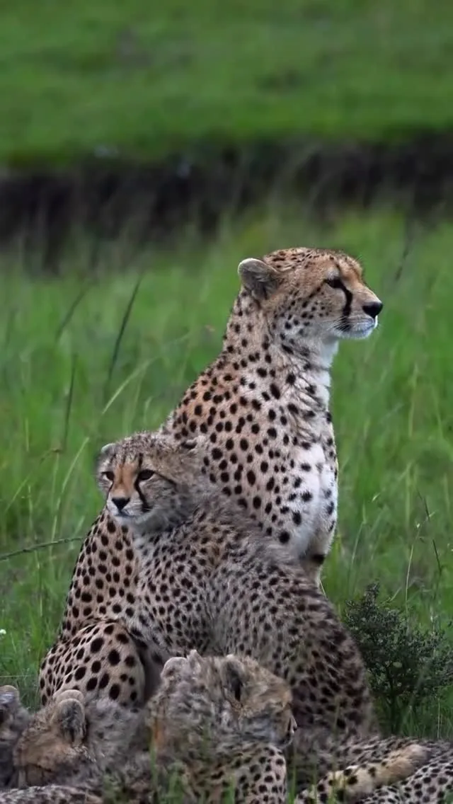 Go Wild Hunting Safaris Ltd