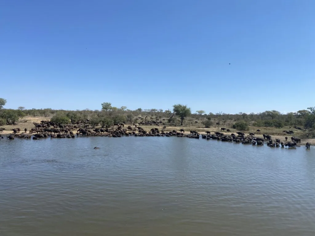 Graham Sales Safaris (Pty) Ltd.