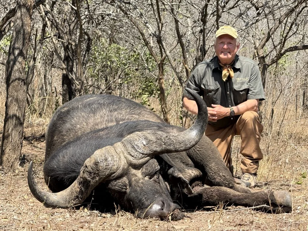 Massive Cape Buffalo