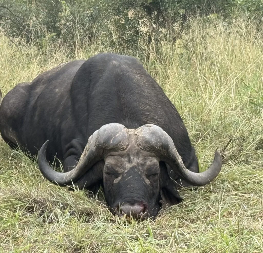 Trophy Cape Buffalo