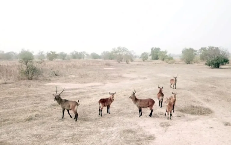 Grand Safari