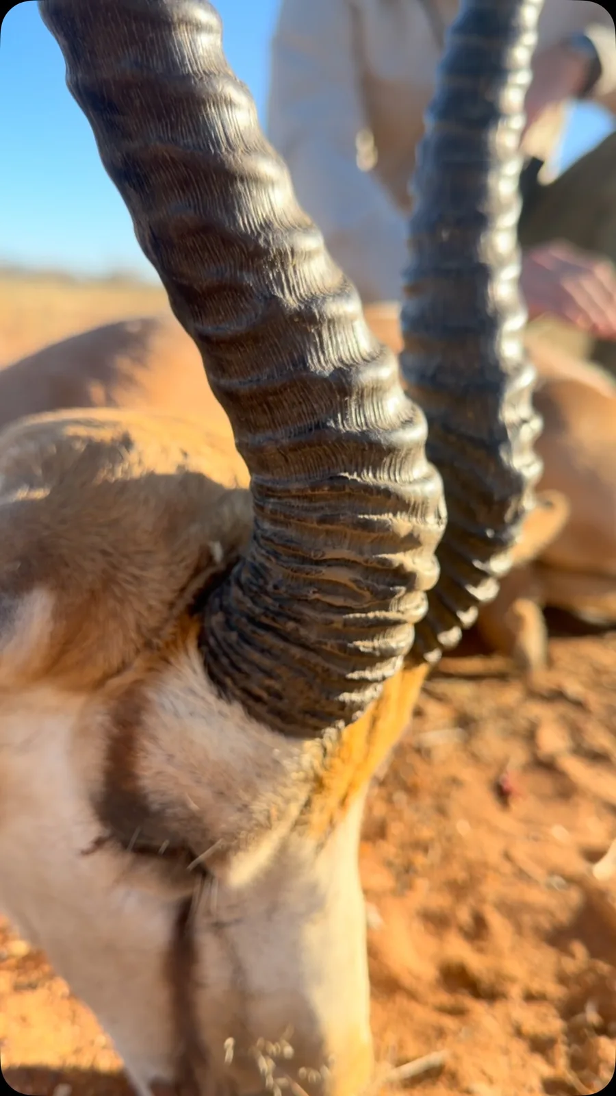 Beenbreck Safaris