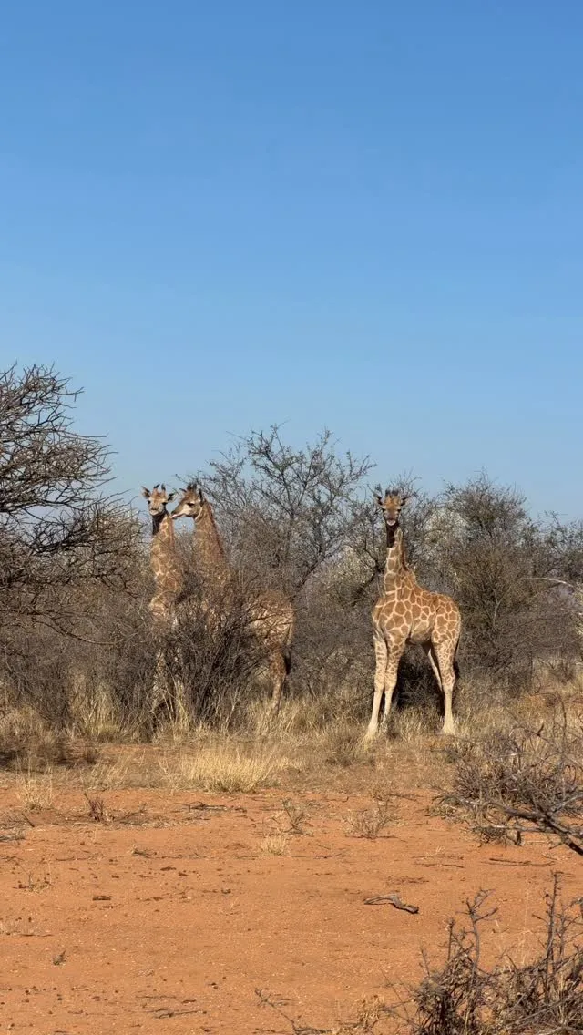 Beenbreck Safaris