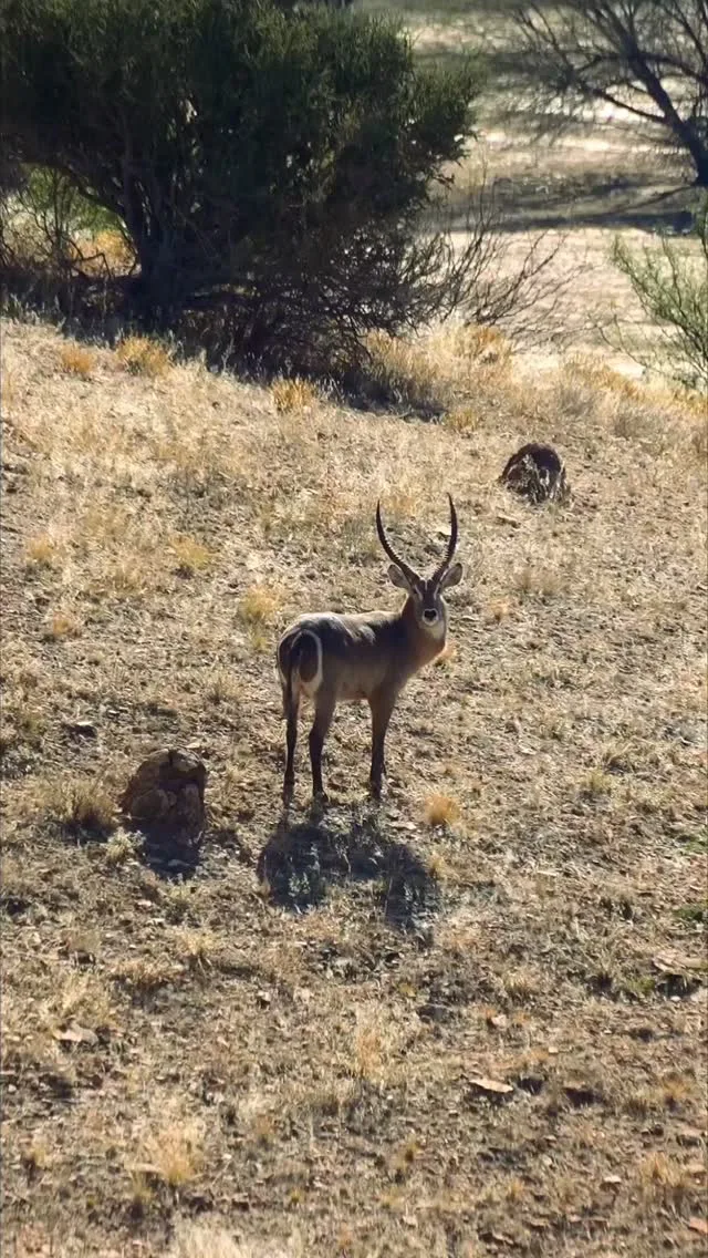 Beenbreck Safaris