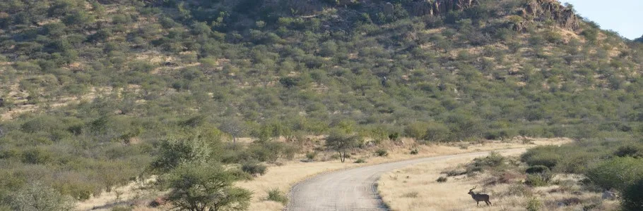 Erongo Herzog Hunting_4.jpg