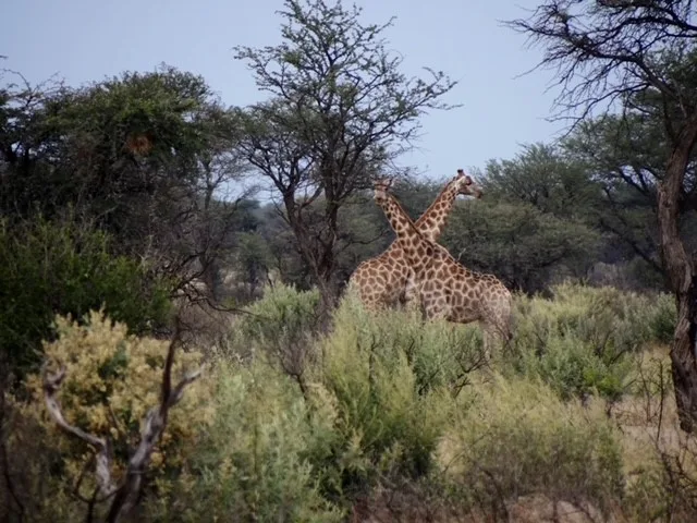 Hetaku Safari Lodge