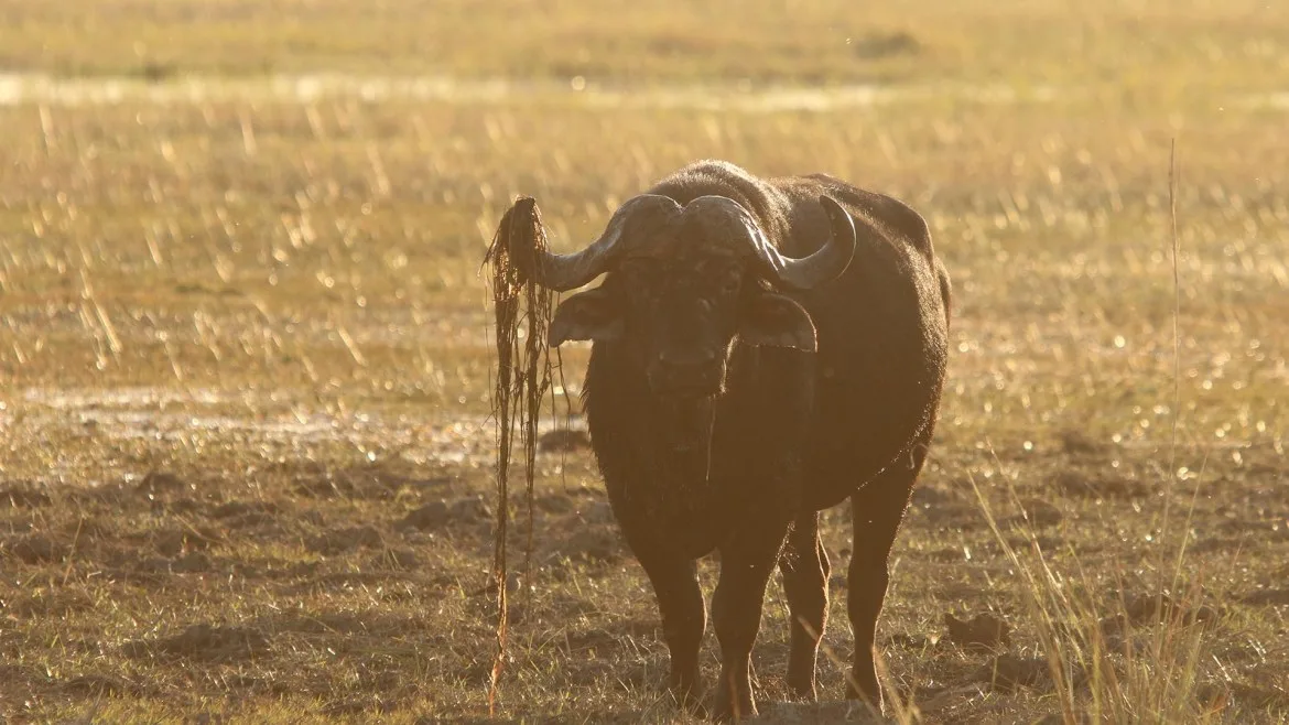 Huntafrica Namibia