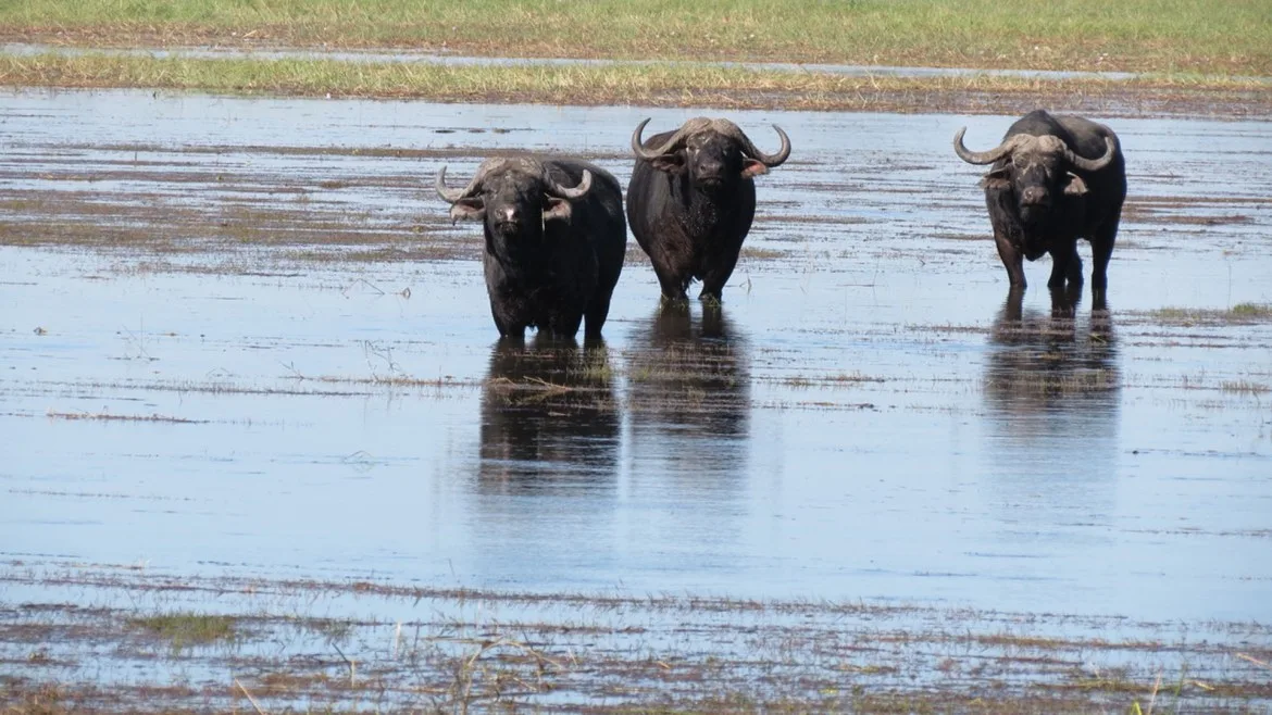 Huntafrica Namibia
