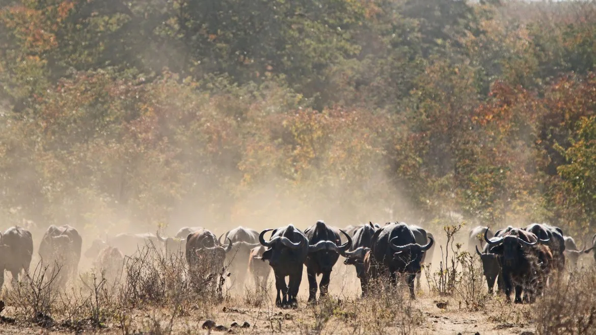 Huntafrica Namibia