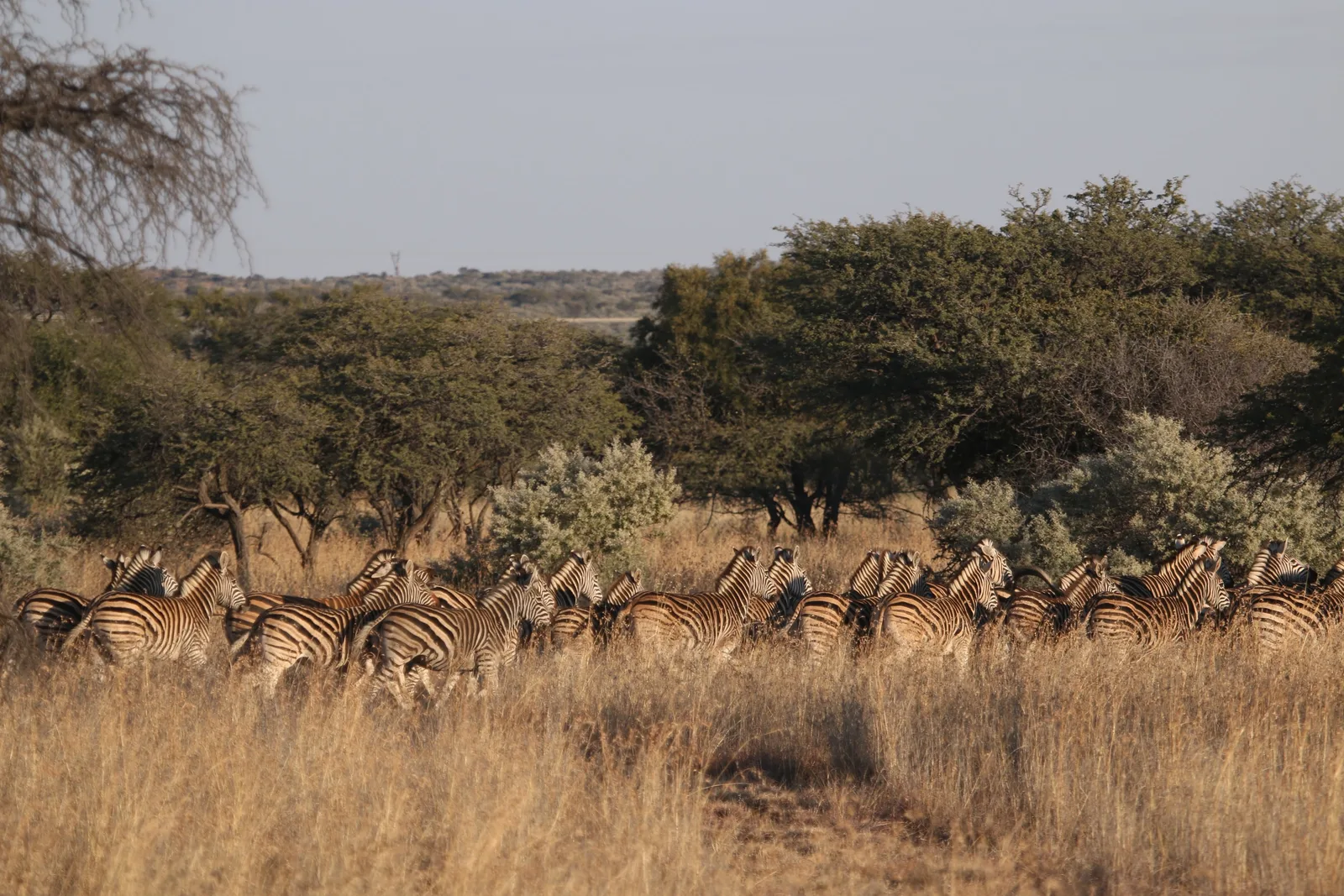 Infinite Safaris Africa